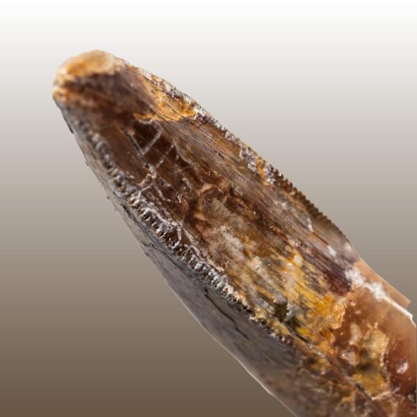 Alioramus remotus - Premaxillarzahn – Bild 10