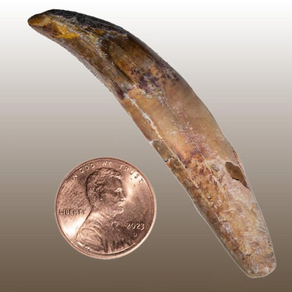 Alioramus remotus - Premaxillarzahn – Bild 11