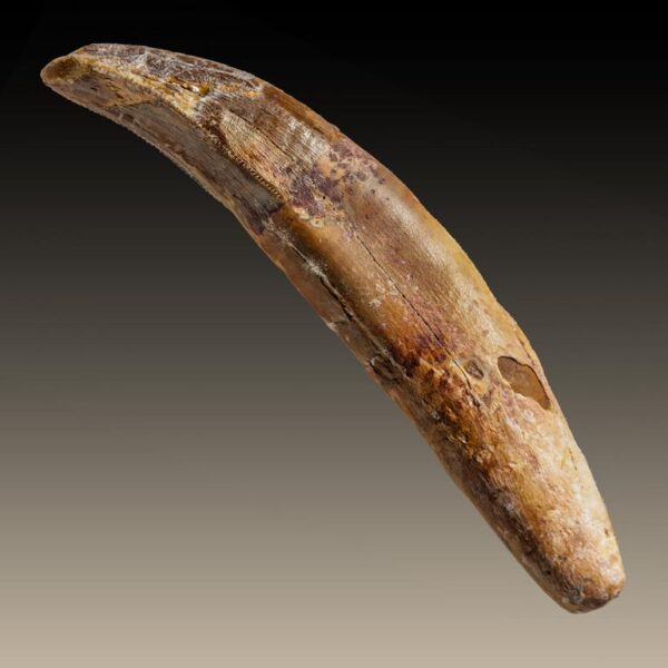 Alioramus remotus - Premaxillarzahn – Bild 5