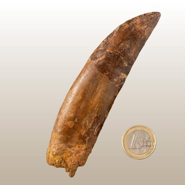 Carcharodontosaurus-Zahn mit vollständiger Wurzel – Bild 15