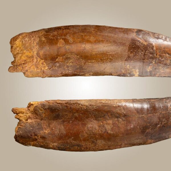 Carcharodontosaurus-Zahn mit vollständiger Wurzel – Bild 11