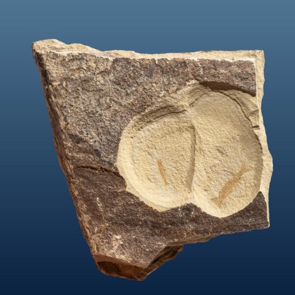 Uronectes fimbriatus
