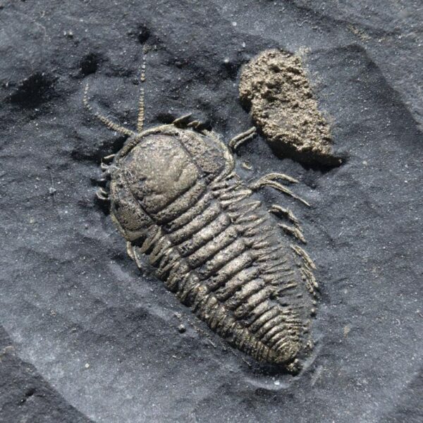 Triarthus eatoni mit Antennen und Gliedmaßen – Bild 2