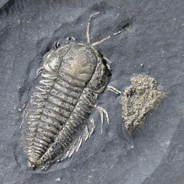 Triarthus eatoni mit Antennen und Gliedmaßen – Bild 8