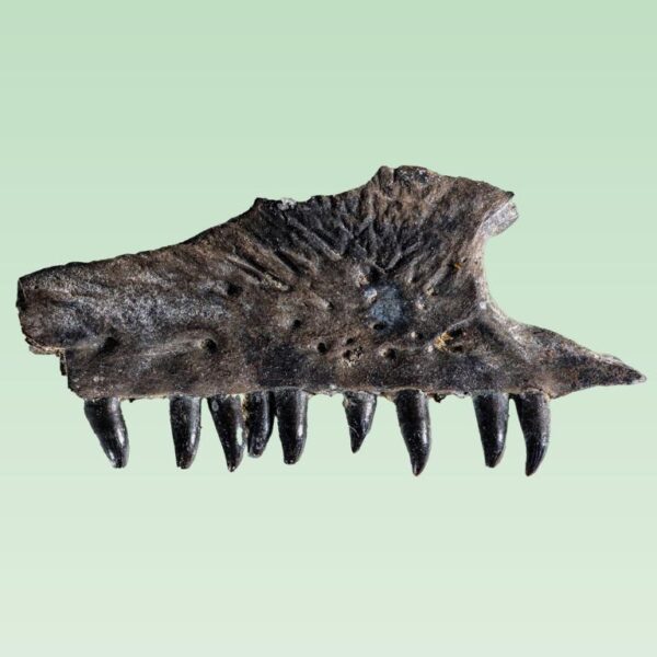 Mycterosaurus longipes – Bild 5