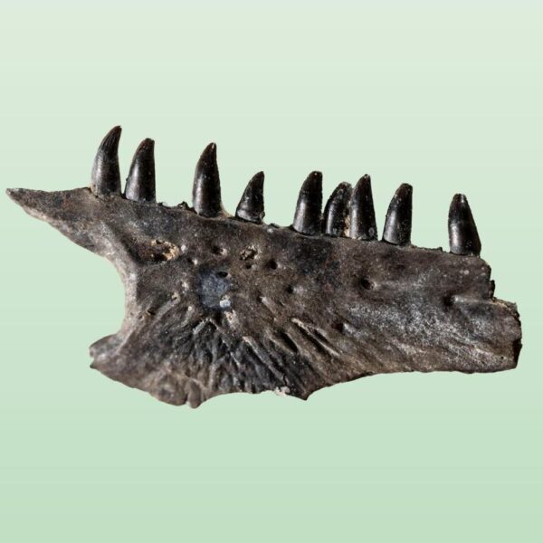 Mycterosaurus longipes – Bild 3