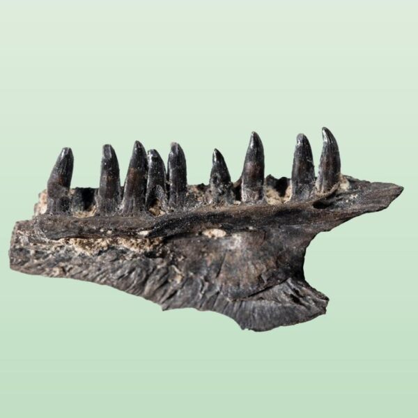 Mycterosaurus longipes – Bild 2