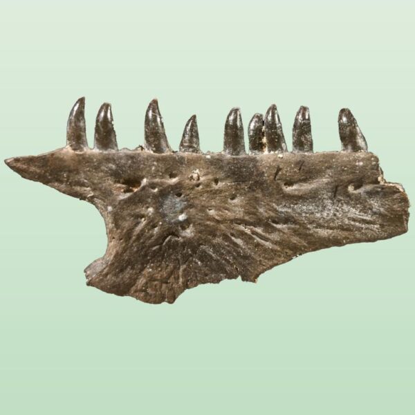 Mycterosaurus longipes