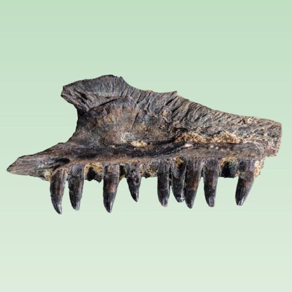 Mycterosaurus longipes – Bild 4