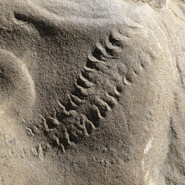 Cruziana, Trilobitenspur – Bild 2