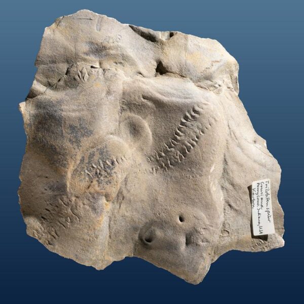 Cruziana, Trilobitenspur