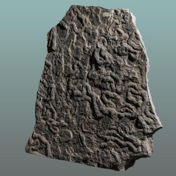 Olivellites, Museumsexponat – Bild 5