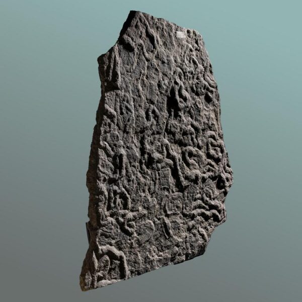 Olivellites, Museumsexponat – Bild 6