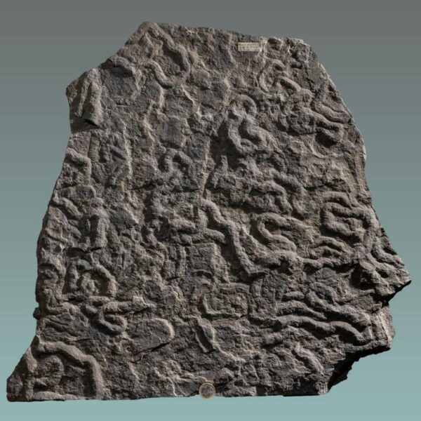 Olivellites, Museumsexponat – Bild 7