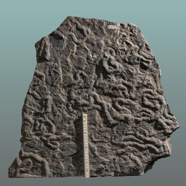 Olivellites, Museumsexponat – Bild 8