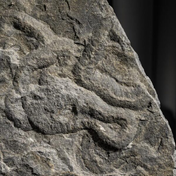 Olivellites, Museumsexponat – Bild 4
