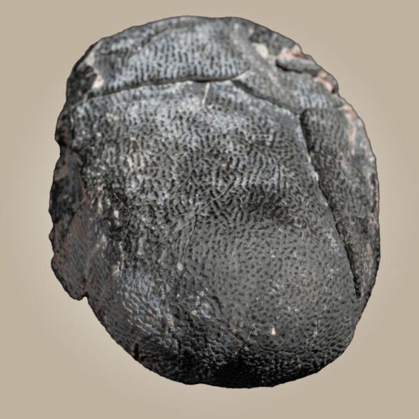 Ei eines Oviraptor / Elongatoolithidae-Typ – Bild 8