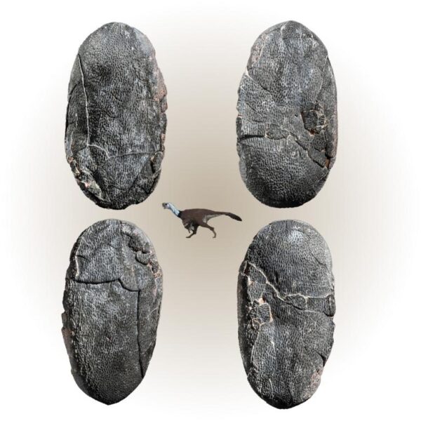 Ei eines Oviraptor / Elongatoolithidae-Typ – Bild 7