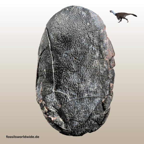 Ei eines Oviraptor / Elongatoolithidae-Typ