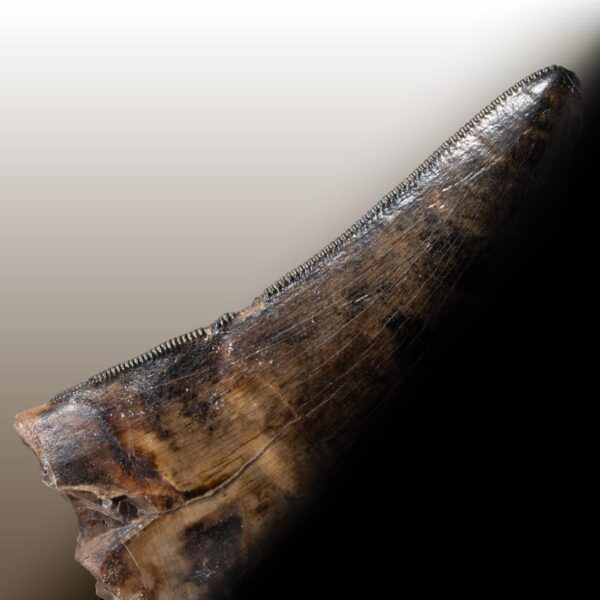 Tyrannosaurus rex, Jungtier – Bild 11