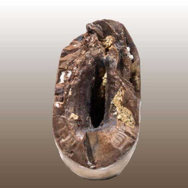 Tyrannosaurus rex, Jungtier – Bild 2