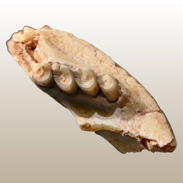 Gomphos cf. elkema – Bild 3