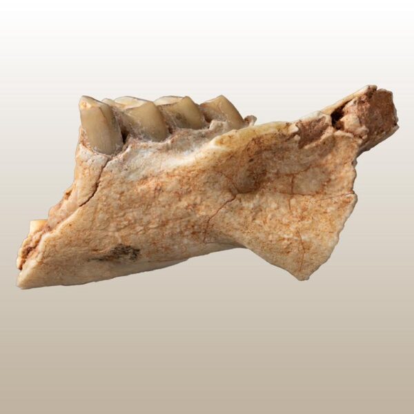 Gomphos cf. elkema – Bild 2