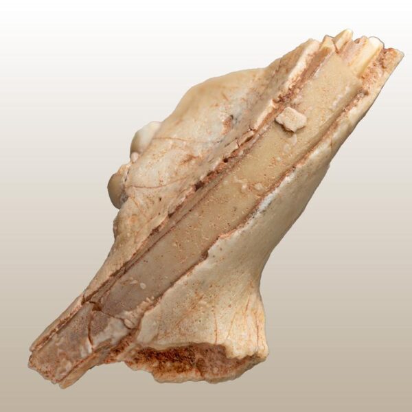 Gomphos cf. elkema – Bild 8