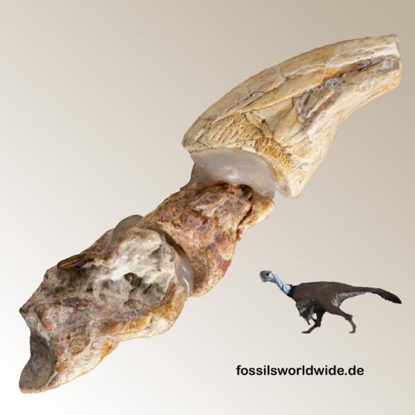 Oviraptoridae (?Nemegtomaia), Kralle und 2 Phalangenknochen – Bild 6