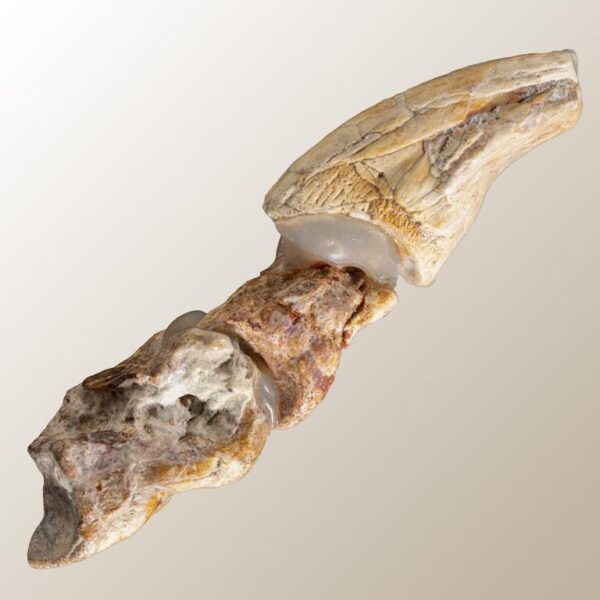 Oviraptoridae (?Nemegtomaia), Kralle und 2 Phalangenknochen – Bild 4