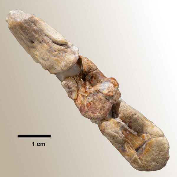 Oviraptoridae (?Nemegtomaia), Kralle und 2 Phalangenknochen – Bild 5