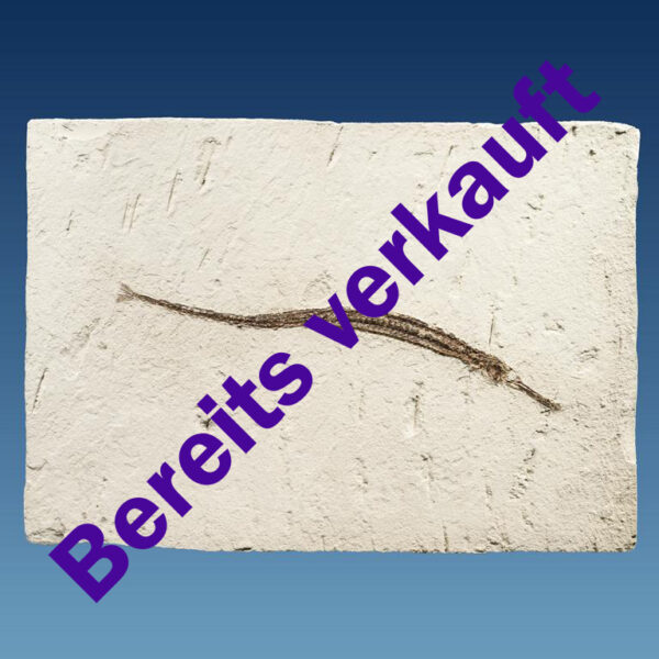 Syngnathus acus