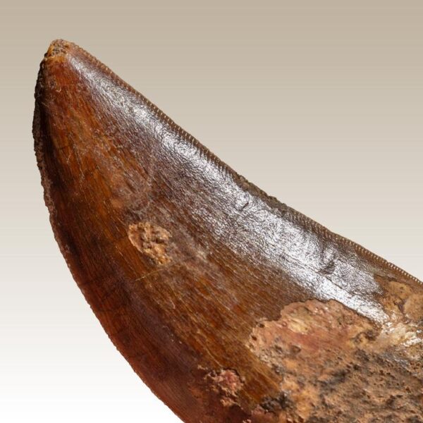 bewurzelter Carcharodontosaurus-Zahn – Bild 18