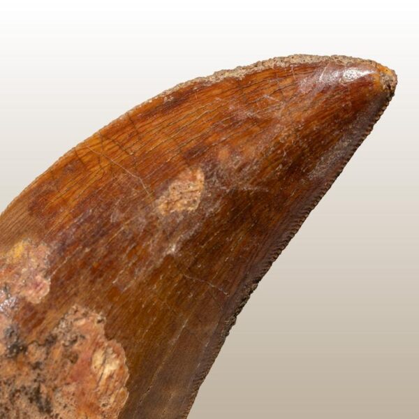 bewurzelter Carcharodontosaurus-Zahn – Bild 19