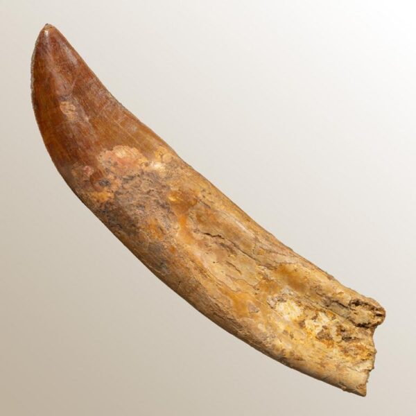 bewurzelter Carcharodontosaurus-Zahn – Bild 2