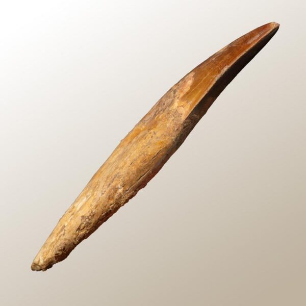 bewurzelter Carcharodontosaurus-Zahn – Bild 15