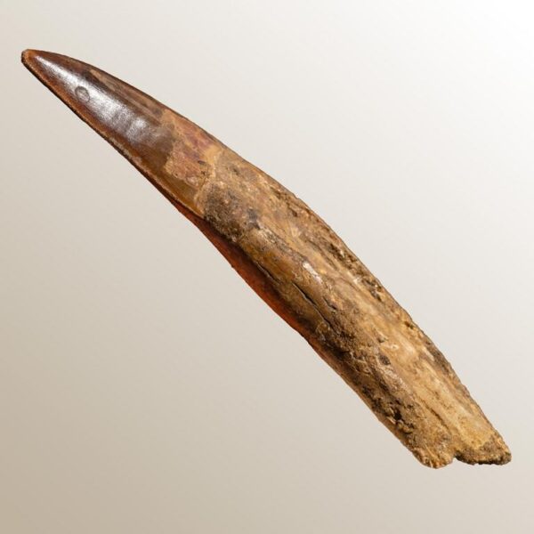 bewurzelter Carcharodontosaurus-Zahn – Bild 11