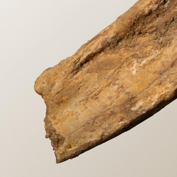 bewurzelter Carcharodontosaurus-Zahn – Bild 10