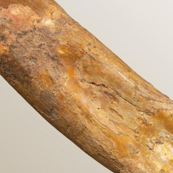bewurzelter Carcharodontosaurus-Zahn – Bild 6