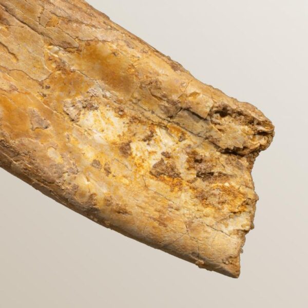 bewurzelter Carcharodontosaurus-Zahn – Bild 7