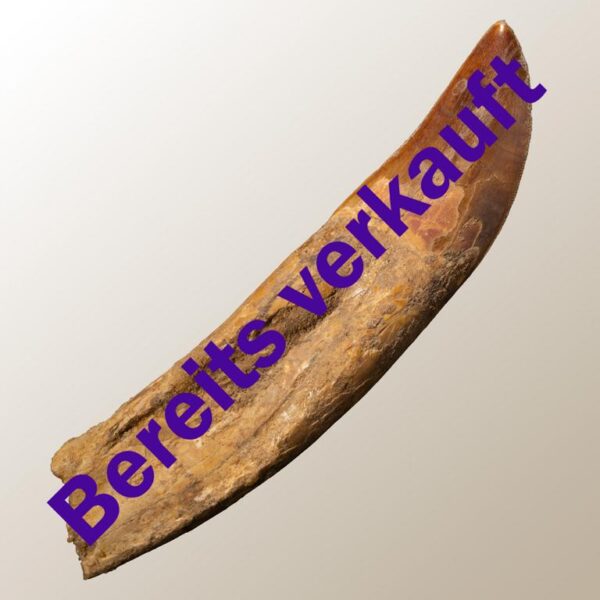 bewurzelter Carcharodontosaurus-Zahn