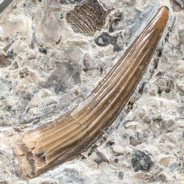Tanystropheus sp. – Bild 2