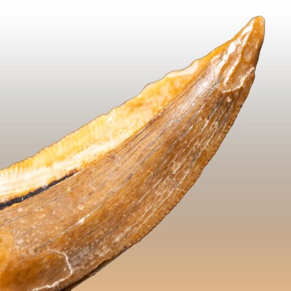 Alioramus remotus – Bild 7