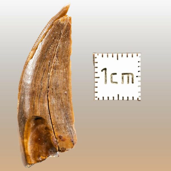 Alioramus remotus – Bild 5
