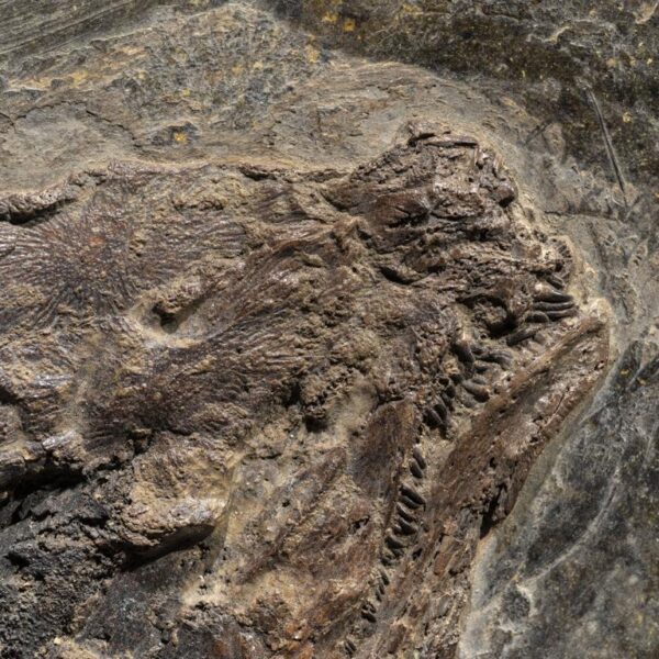 Cyclurus kehreri – Bild 2