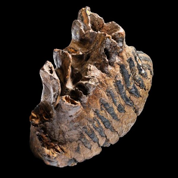 Mammuthus primigenius – Bild 3