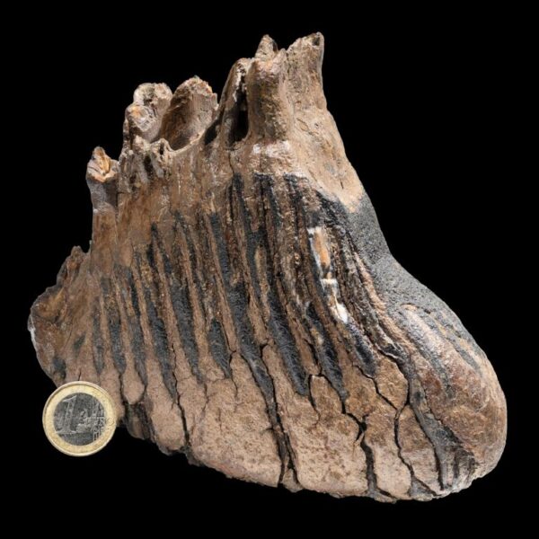 Mammuthus primigenius – Bild 6