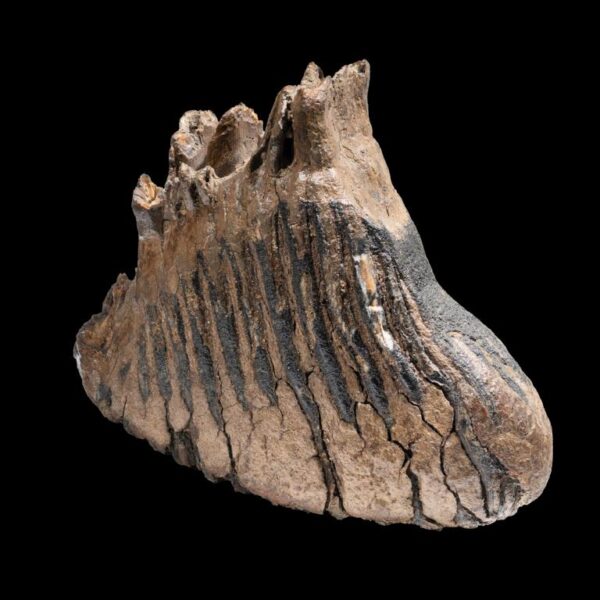 Mammuthus primigenius – Bild 4