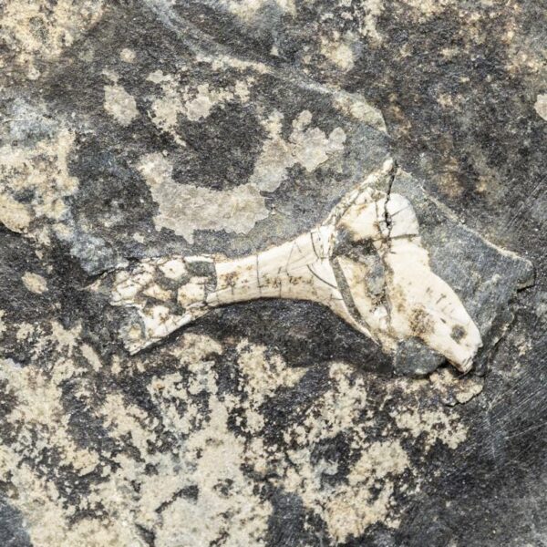Acanthodes cf. ruhinensis – Bild 15