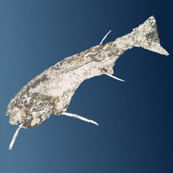 Acanthodes cf. ruhinensis – Bild 14
